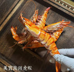 西澳骷髅岛野生虎虾大size冻干50g